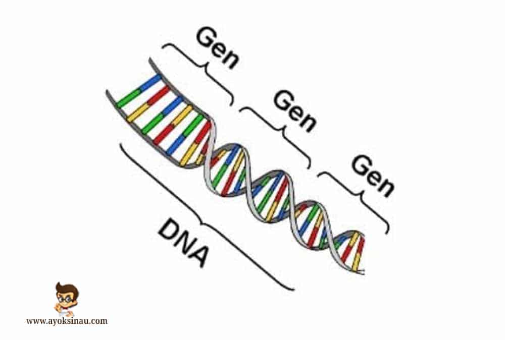 Pengertian dan Sifat Gen beserta Fungsinya