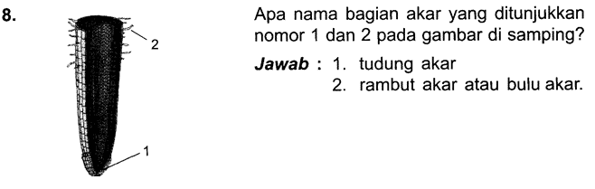 60 Soal Essay Biologi Tentang Tumbuhan Dengan&nbsp;Jawaban