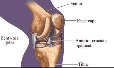  Fungsi Ligamen : Pengertian, Stabilasi dan&nbsp;Perlindungan