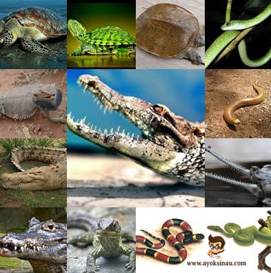 Pengertian Hewan Melata dan&nbsp;Cirinya