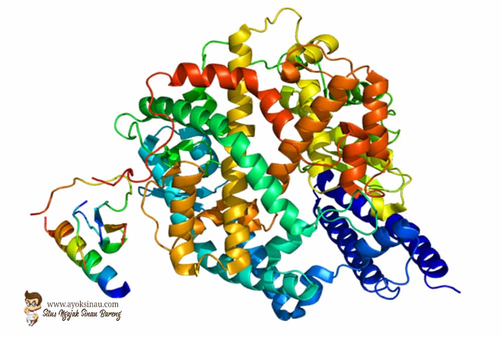 Pengertian Enzim dan&nbsp;Fungsinya