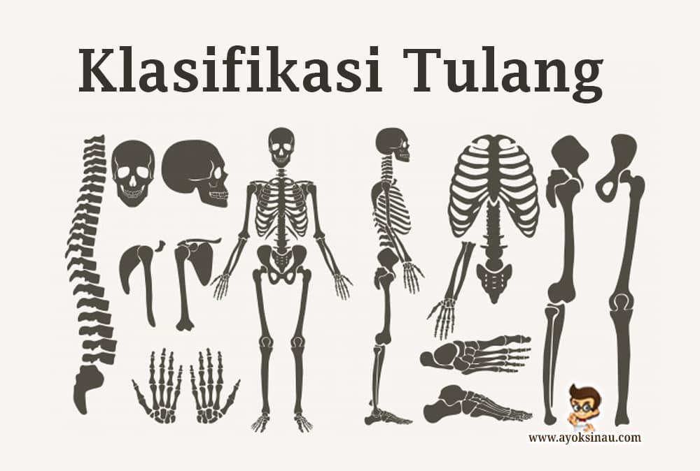 Klasifikasi dan Fungsi&nbsp;Tulang