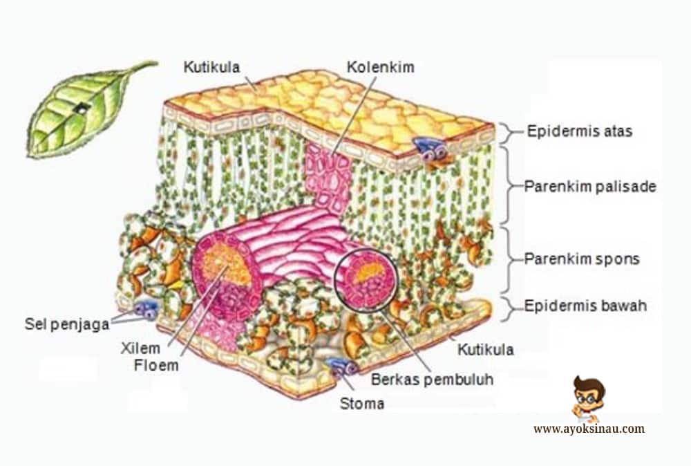 Fungsi dan Bentuk Jaringan Epidermis beserta&nbsp;Cirinya