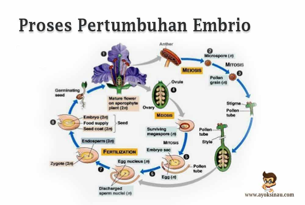 Proses Perkembangan Embrio Pada&nbsp;Tumbuhan