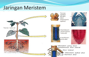 Pengertian Jaringan Meristem