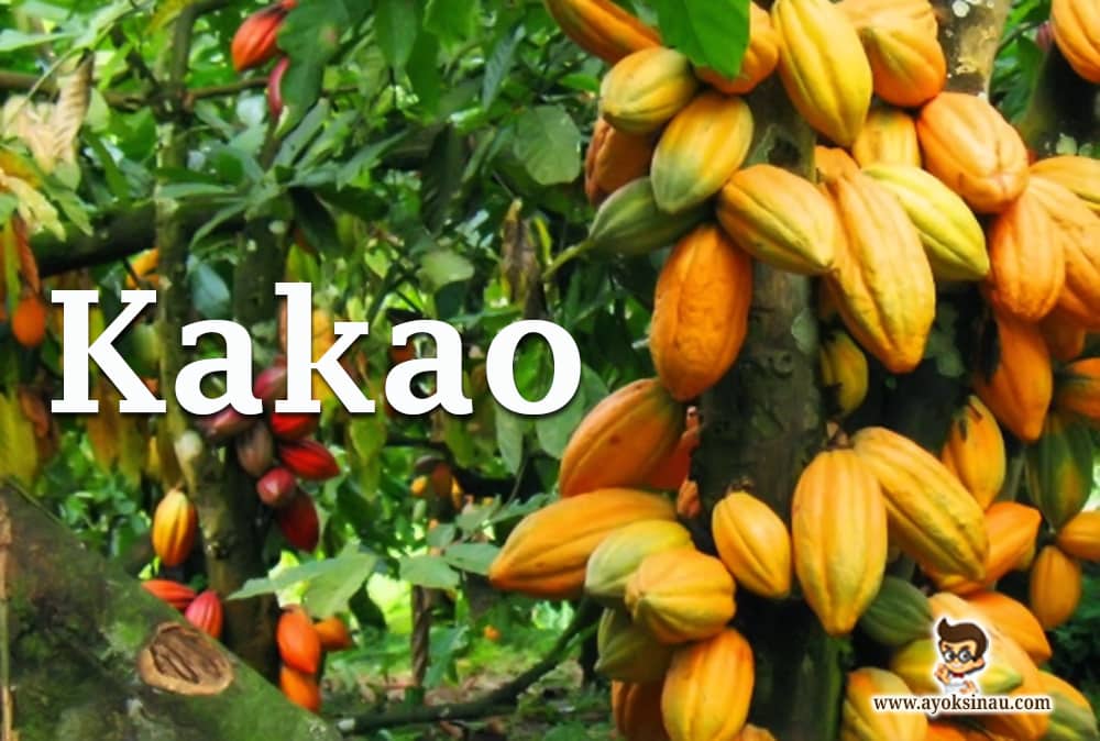 Sejarah dan Jenis Tanaman Kakao (Coklat) beserta&nbsp;Manfaatnya
