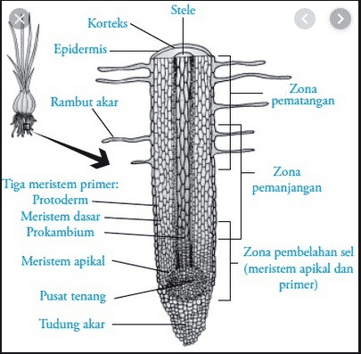 Bagian Akar : Pengertian, Fungsi, Sifat dan&nbsp;Jenisnya