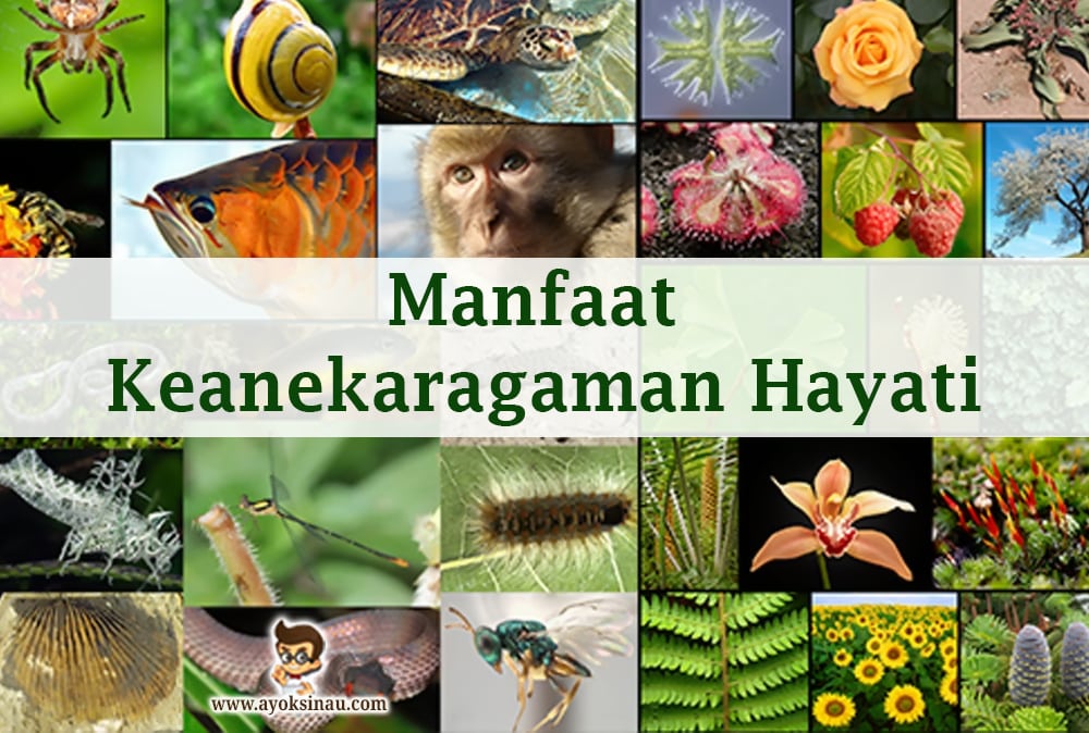 Manfaat dan Nilai Keanekaragaman&nbsp;Hayati
