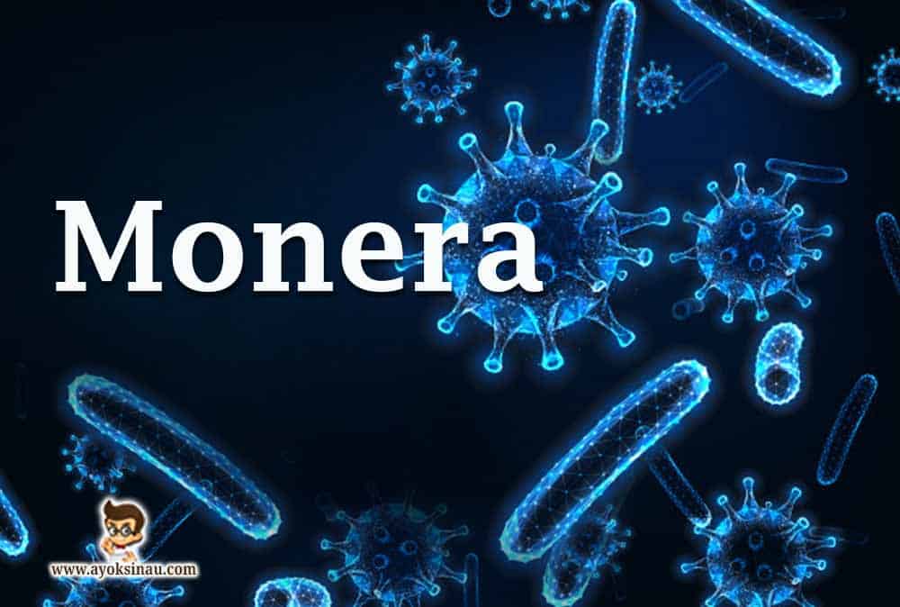 Pengertian dan Klasifikasi Monera berserta Pengelompokannya