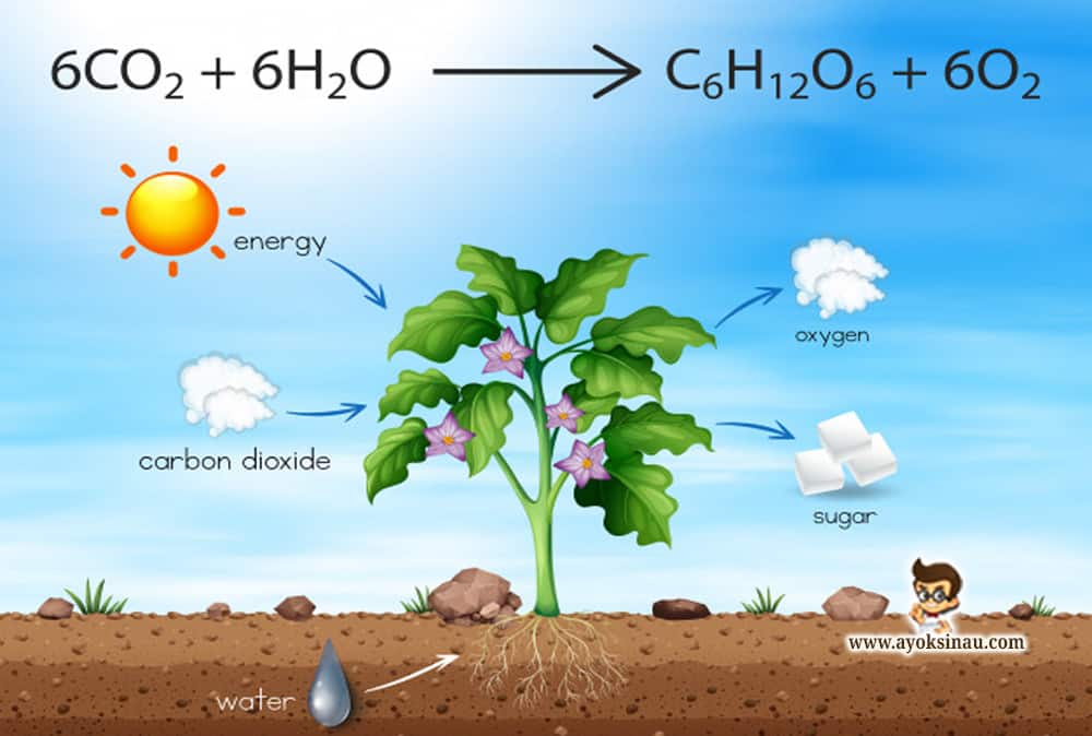Pengertian Fotosintesis Beserta Faktor dan&nbsp;Prosesnya