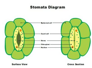 Fungsi Stomata
